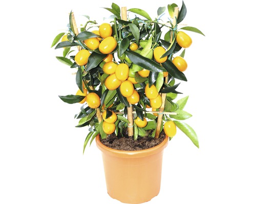 Kumquat FloraSelf Fortunella margarita en espalier pot de 21 cm