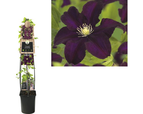 Clematis Pflanze in einem Topf mit großen, dunkelvioletten Blüten