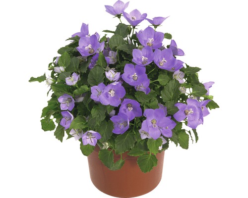 Campanule en pot