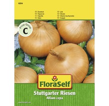 Oignon 'Stuttgarter Riese' FloraSelf semences stables semences de légumes-thumb-0