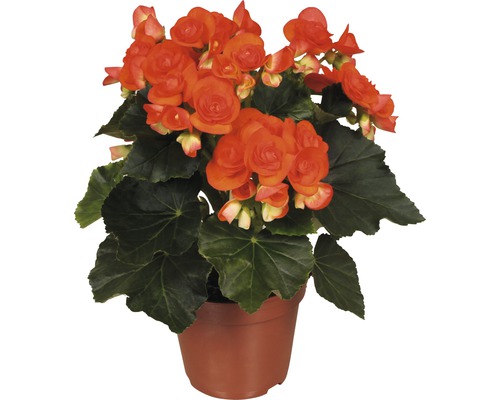 Elatiorbegonie FloraSelf Begonia Elatior Gruppe 'Reina' 14er Topf