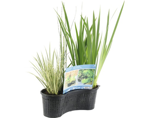 Teichpflanzen im Topf für die Gartenteichgestaltung