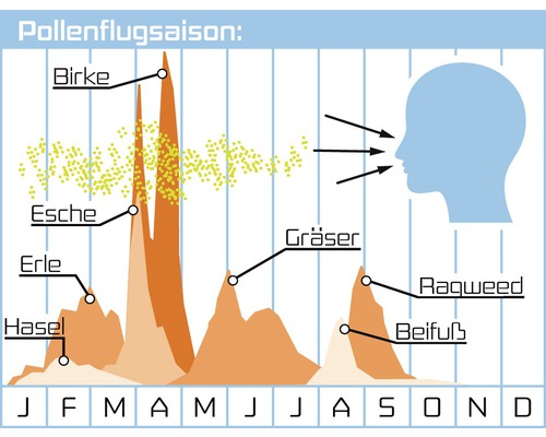 Grafik der Pollenflugsaison mit verschiedenen Pflanzenarten und deren Blütezeiten