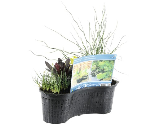 Pflanzschale mit Teichpflanzen für den Gartenteich