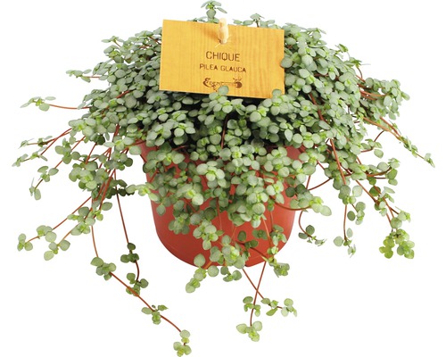 Pilea Self Pilea glauca pot de 10,5 cm Pilea Self Pilea glauca pot de 10,5 cm
