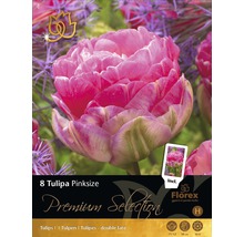 Verpackung Tulpen Pinksize, gefüllte späte Sorte, 8 Stück