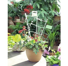 Arrangement floral avec treillis dans un pot