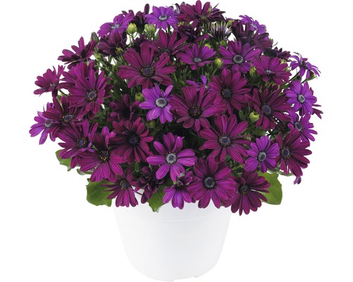 Kapkörbchen FloraSelf Osteospermum x Hybride 'Ostica Midnight' Ø 12 cm Topf