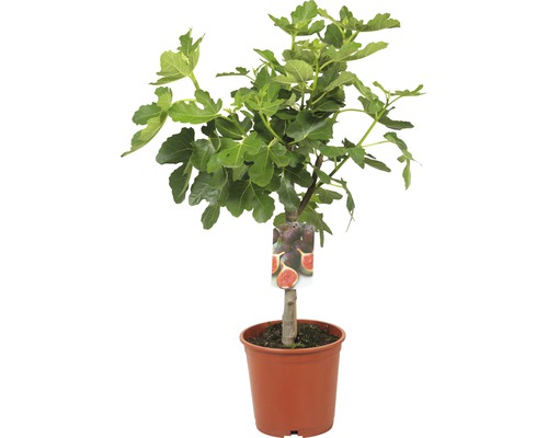 Figuier en pot