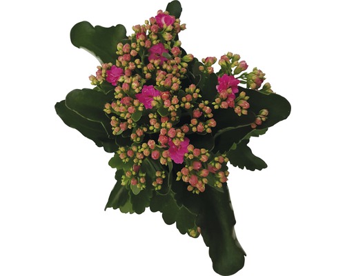 Kalanchoe Pflanze mit Blüten und Blättern