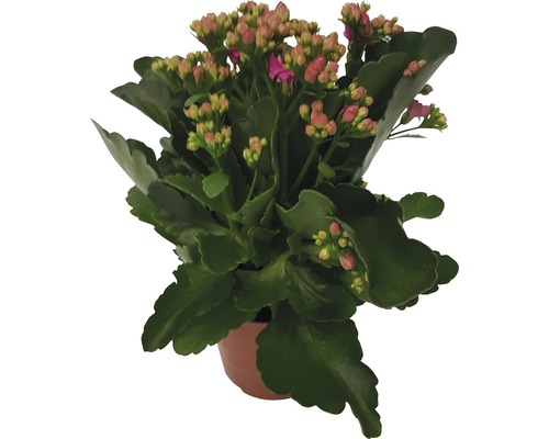 Kalanchoé de Blossfeld FloraSelf Kalanchoe 'Calandiva' h 20-25 cm pot Ø 12 cm rose Kalanchoé en pot avec des feuilles vertes et des boutons de fleurs roses