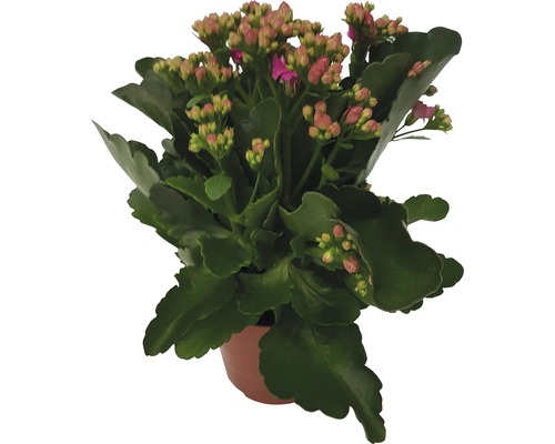 Kalanchoé de Blossfeld FloraSelf Kalanchoe 'Calandiva' h 20-25 cm pot Ø 12 cm rose