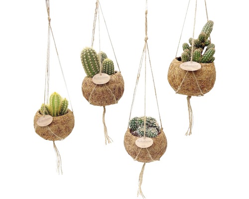 Kokodama FloraSelf suspension cactus assorti