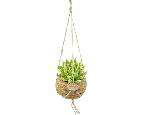 Plante Kokedama suspendue avec suspension en corde