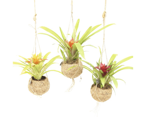 Suspension Kokodama FloraSelf Bromelia h 25-30 cm pot de 12 cm de Ø assorti