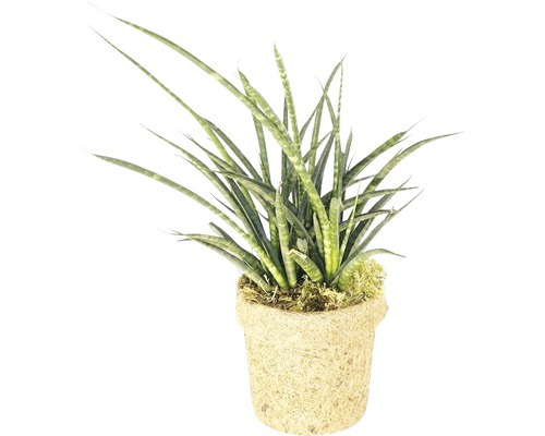 Sansevière kokodama FloraSelf Sansevieria 'Fernwood Punk' h 25-30 cm pot Ø 13 cm