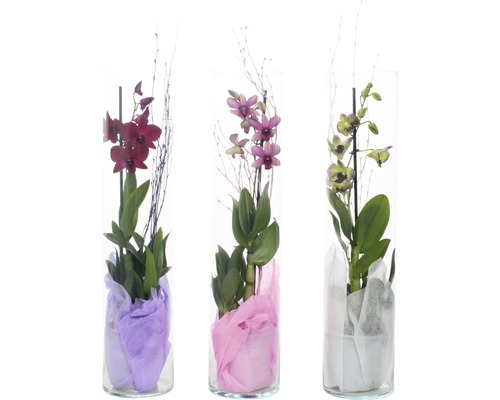 Drei Orchideen in Glasvasen