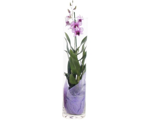 Dendrobium SaNook dans un verre H 55 cm rose-lilas