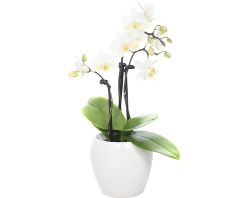 Orchidée FloraSelf H 18-25 cm blanc