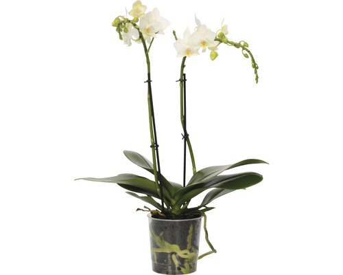 Orchidée papillon FloraSelf 30-40 cm blanc