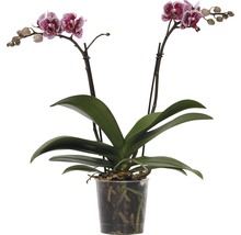 Schmetterlingsorchidee FloraSelf Phalaenopsis-Cultivars Multiflower H 30-40 cm Ø 9 cm Topf Zweifarbig-thumb-1