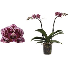 Schmetterlingsorchidee FloraSelf Phalaenopsis-Cultivars Multiflower H 30-40 cm Ø 9 cm Topf Zweifarbig-thumb-0