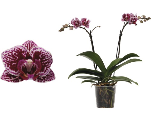 Schmetterlingsorchidee FloraSelf Phalaenopsis-Cultivars Multiflower H 30-40 cm Ø 9 cm Topf Zweifarbig-0