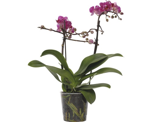 Schmetterlingsorchidee FloraSelf Phalaenopsis-Cultivars Multiflower H 30-40 cm Ø 9 cm Topf rosa-0