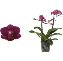 Schmetterlingsorchidee FloraSelf Phalaenopsis-Cultivars Multiflower H 30-40 cm Ø 9 cm Topf rosa-thumb-1