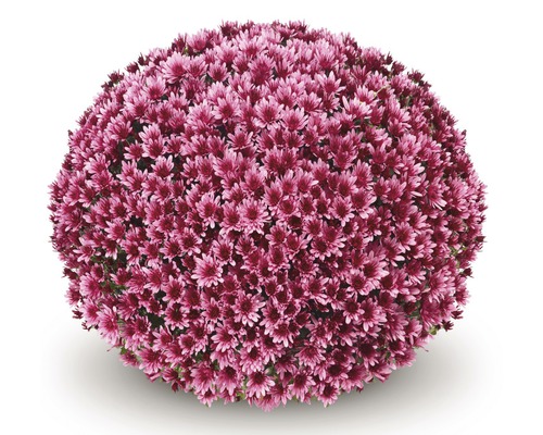 Chrysanthème 'Chrysanthemum spec.' pot de 19 cm
