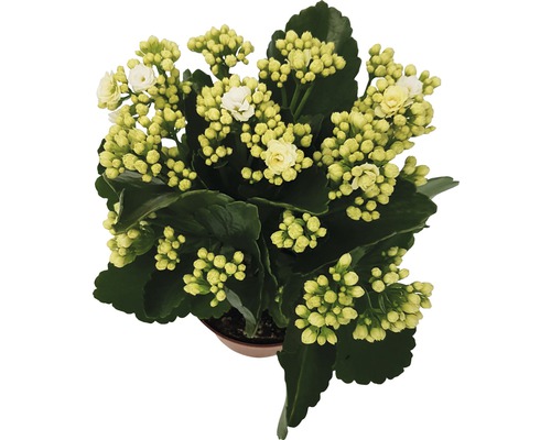Kalanchoe Pflanze mit weißen Blüten im Topf