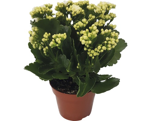 Kalanchoé de Blossfeld Kalanchoe blossfeldiana 'Calandiva' H 20-25 cm pot Ø 12 cm blanc