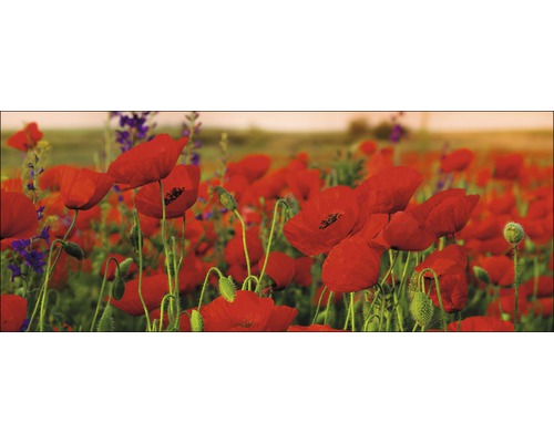Glasbild Summer Poppy Field 50x125 cm