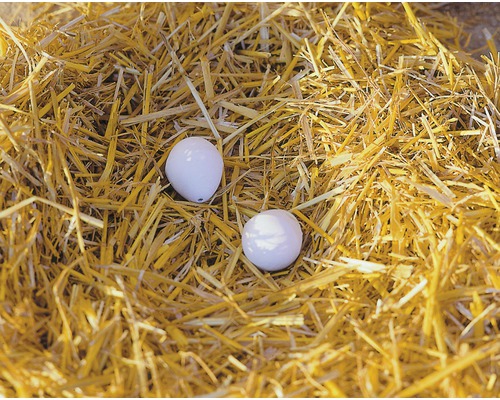 Zwei Eier liegen in einem Nest aus Stroh.