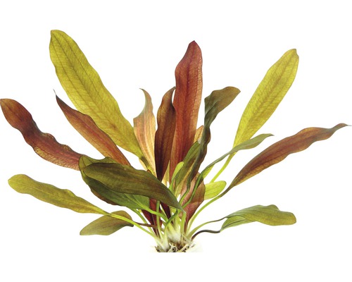 Rote Chamäleon Schwertpflanze - Echinodorus Red Chamäleon