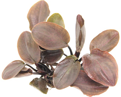 Meebold´s Lagenandra meeboldii Rot Meebold´s Lagenandra meeboldii Rot
