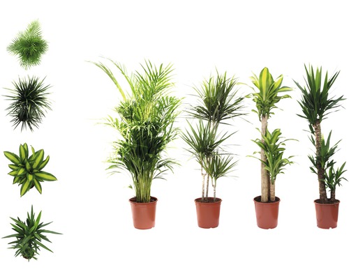 Plantes vertes