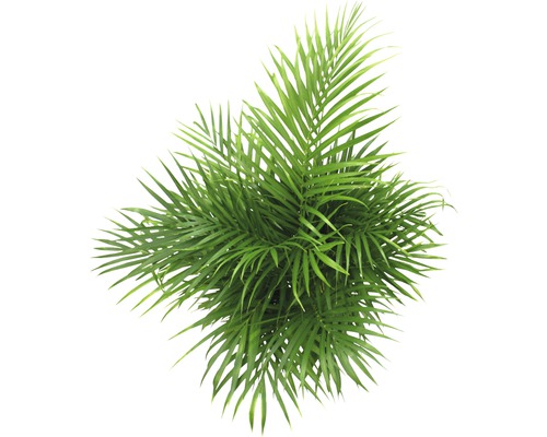 Plante d''intérieur avec des feuilles pennées