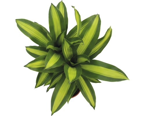 Plante d''intérieur dragonnier avec feuilles rayées vue de dessus