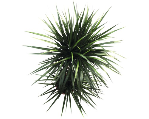 Vue de dessus d''une plante d''intérieur avec de longues feuilles pointues