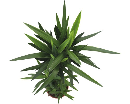 Vue de dessus d''une plante d''intérieur avec de longues feuilles pointues en pot