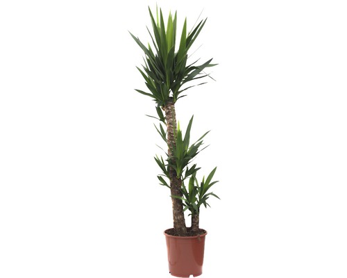 Yucca plante d''intérieur en pot