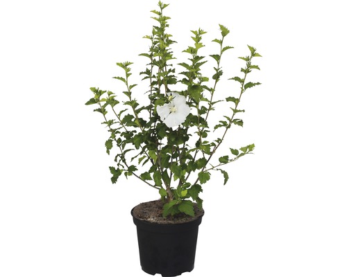 Hibiskus im Topf mit einer weißen Blüte.