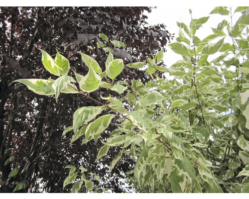 Zweig mit grün-weissen Blättern vor Baum mit dunkelroten Blättern