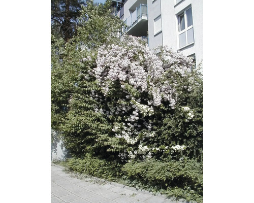 Arbuste en fleurs dans le jardin