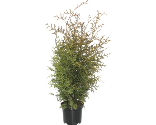 Thuja FloraSelf Brabant, 60-80 cm Thuya en pot