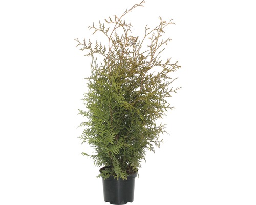 Thuja FloraSelf Brabant, 60-80 cm