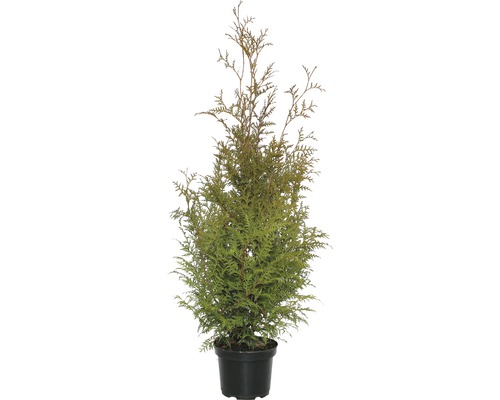 Thuja FloraSelf Brabant, 80-100 cm Thuya en pot