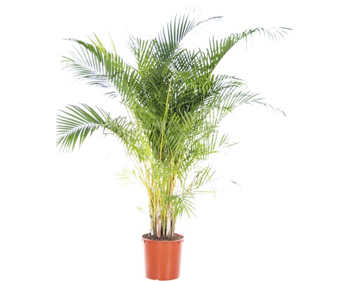 Areca Palme im Topf
