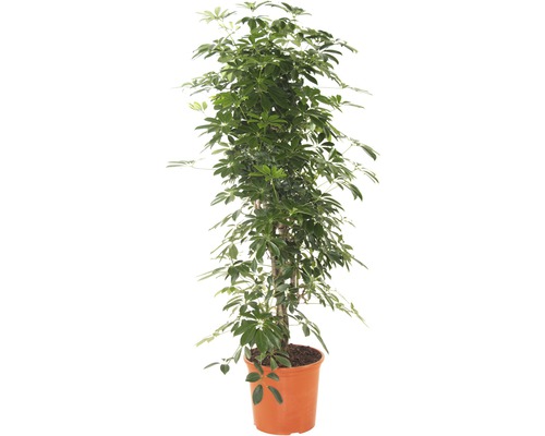 Mélange de plantes vertes FloraSelf H 170-190 cm pot Ø 34 cm